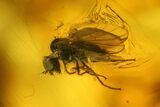 Fossil Fly (Diptera) and Mites (Acari) In Amber - Great Eyes! #128316-1